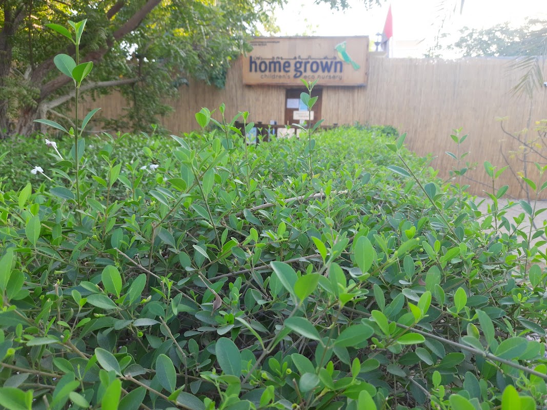 Home Grown Nursery Safa
