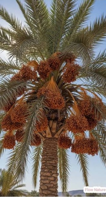 حضانه مسائية