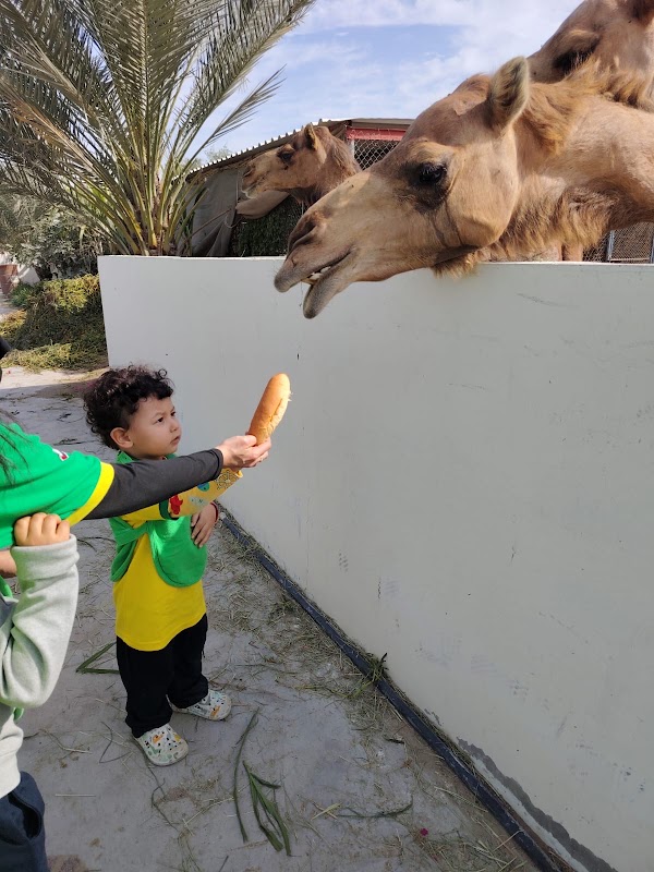 Sunny Meadows Montessori Nursery Khalifa Branch